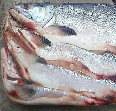 горбуша с/г с/м новый улов