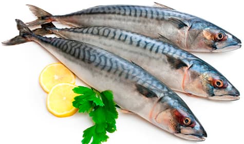Скумбрия охл.