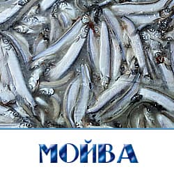Мойва охл.